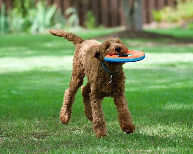 From Fetch to Frisbee: Fun and Engaging Games to Keep Your Dog Active and Happy