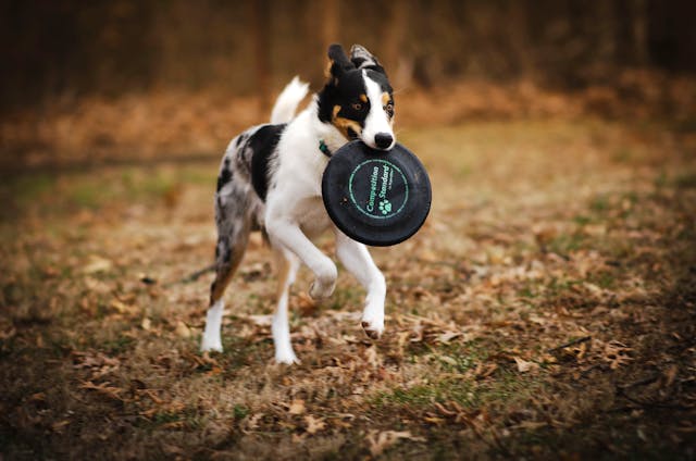 dog frisbee