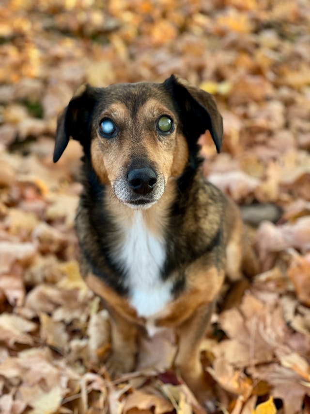 dog vision