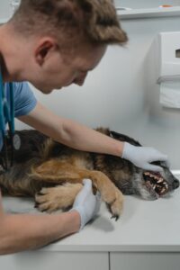 dog teeth cleaning