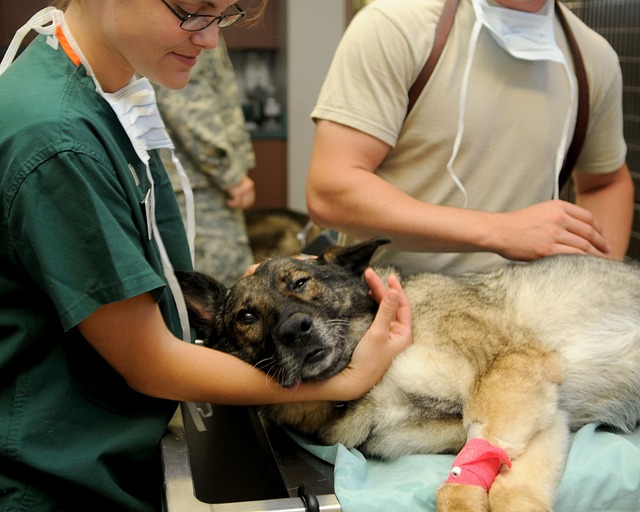 dog veterinarian
