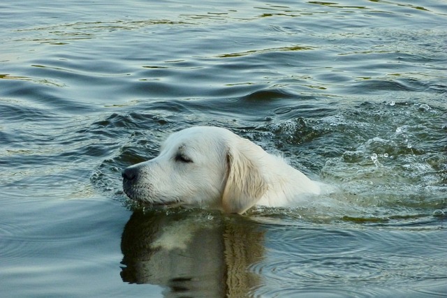 dog swimming